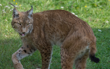 Iberian lynx in cabarceno, spain