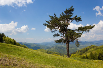 Lone Pine. Beskid, Poland.