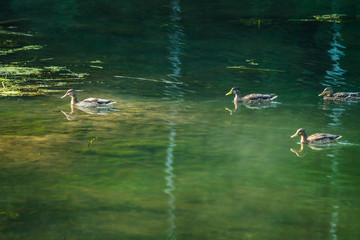 Ducks on the lake in misty morning. Selective focus.