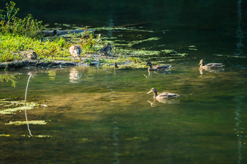 Ducks on the lake in misty morning. Selective focus.