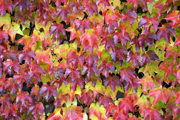 Colorful leaves of Parthenocissus tricuspidata (family Vitaceae) on a wall in autumn time