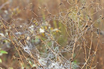 web pattern with morning dew drops