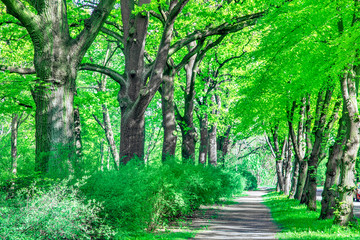 Beautiful beech canopy country road