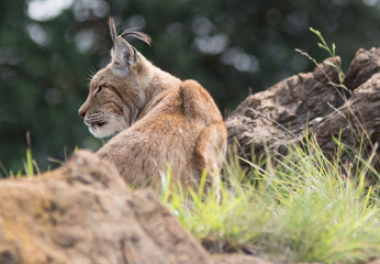 Iberian lynx in cabarceno, spain