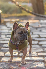 Nice French Bulldog in Hoodie, sunset pavement