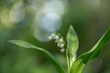 Lily of the valley (Convallaria majalis) flowers with water drops on green background. Lily of the valley (Convallaria majalis) close-up, blurred background, beautiful bokeh.