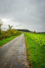 Fototapeta na wymiar geteerter Feldweg an einem grünem Feld im Herbst