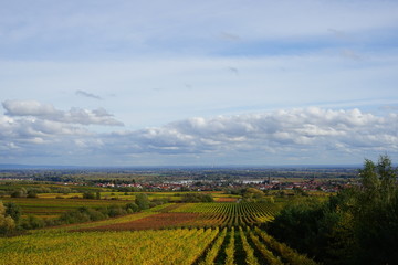 Fototapeta na wymiar Goldener Herbst in den Weinbergen der Pfalz