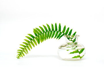 A branch of green fern in a glass decorative vase with water on a white background.