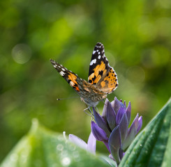  butterfly on a flower bud