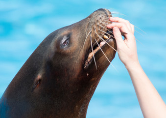 sea wolf and human hand