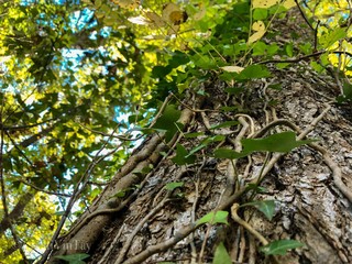 Vines on tree