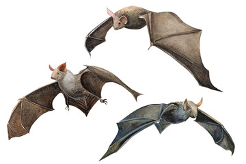 halloween postcard, bat raven watercolor illustration, clipart