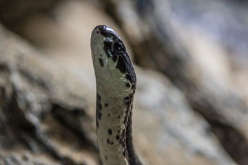  snake close up