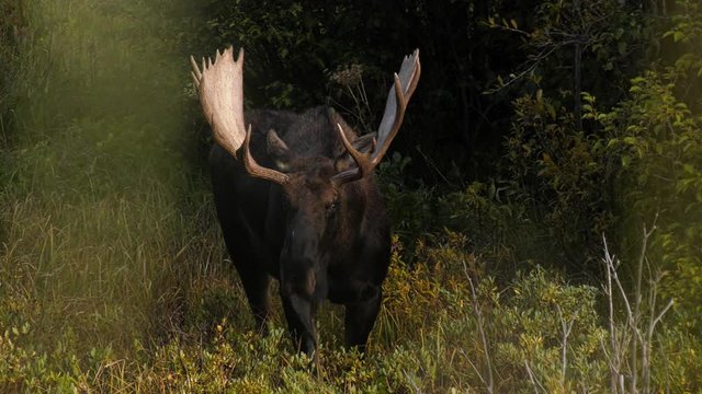 Large bull moose facing forward with head up