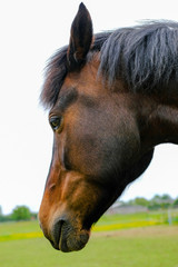 Naklejka premium New forest pony seen in its natural environment within the new forest, England.