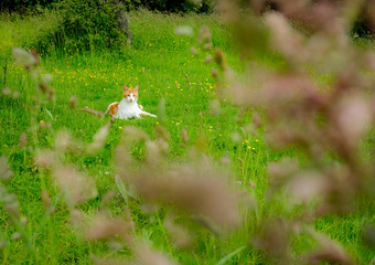 Solitary cat seen sitting in a meadow of buttercups at a farm in mid summer.