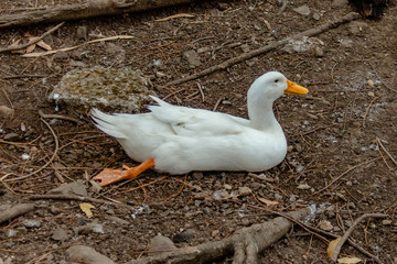 duck on the park