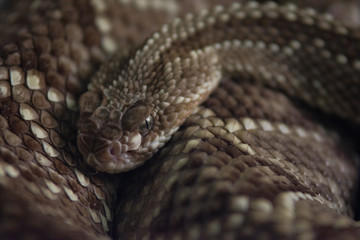 rattle snake close up