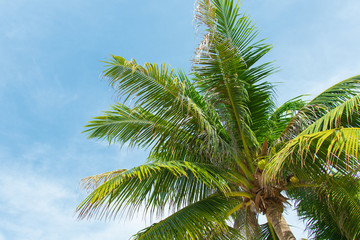 Fototapeta na wymiar tropical coconut palm tree with blue sky and cloud background on the beach