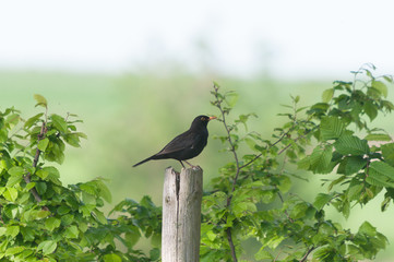 Amsel