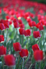 Red Tulips in Mass