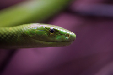 green mamba close up