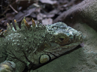 iguana close up