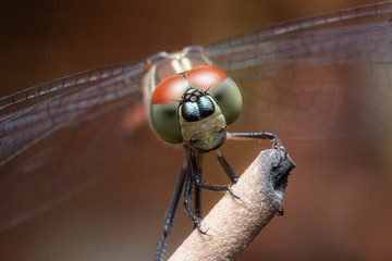 close up macro dragonfly head