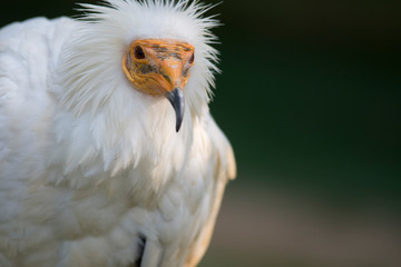 alimoche