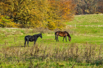 piękne konie na łące, jesień  © VinyLove Foto