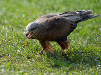 eagle eating its prey