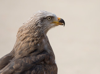 eagle close up