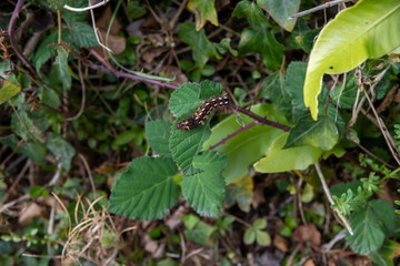 Yellow tail moth Caterpillar in October