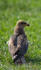 eagle eating its prey