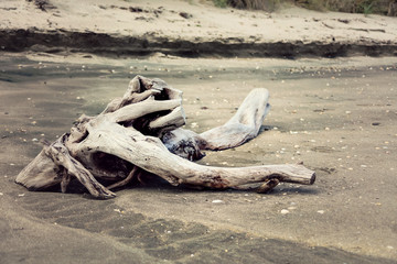 Holz Strandgut am Strand