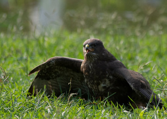eagle eating its prey