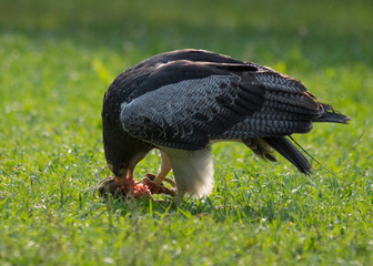 eagle eating its prey