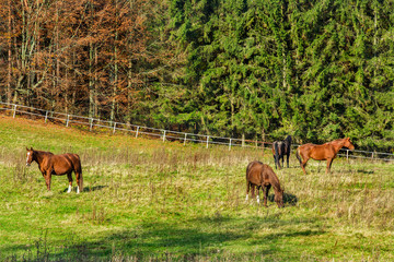piękne stado koni na łące, jesień  © VinyLove Foto