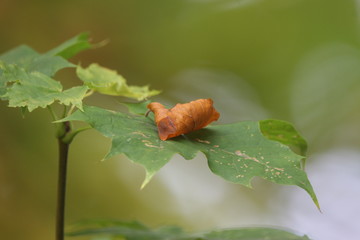BARWY JESIENI  © Tomasz