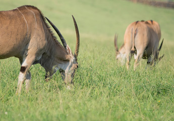 antelope eating grass