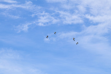 Aves volando en el cielo azulado con nubes.