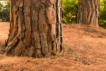 Fototapeta na wymiar Pine tree lower trunk on forest floor