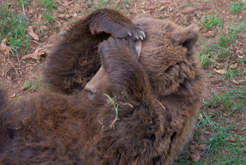 Brown bear in Cabarceno Natural Park, Spain