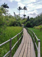 wooden bridge in the forest