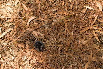 Autumn forest floor natural background