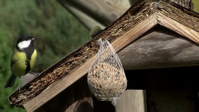 Die Kohlmeise kommt zum Meisenkn&ouml;del am alten Vogelhaus um zu fressen (O-Ton)