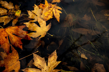 Maple leaf floating in water with sky and tree reflections