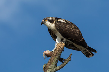 Osprey Perched on a branch
