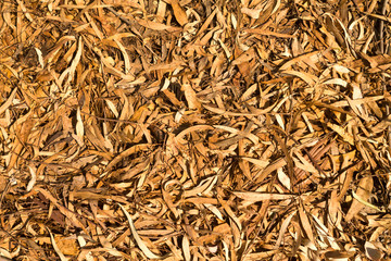 Dry yellow eucalyptus leaves natural pattern